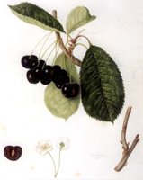 BCQ50021.JPG