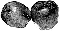 BCM50015.TIF