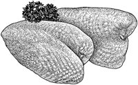BDR50091.JPG