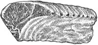 BDQ50051.JPG