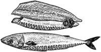 BEO50095.JPG