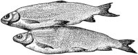 BEO50093.JPG