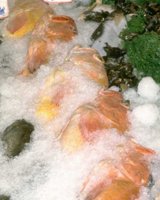 BEO50076.JPG