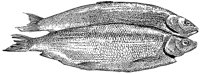 BEO50070.TIF