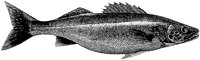 BEO50060.TIF