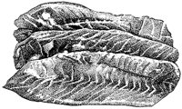 BEO50059.TIF