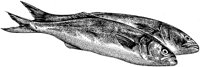 BEO50038.TIF