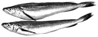 BEO50033.TIF