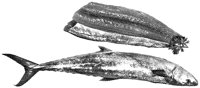 BEO50032.TIF