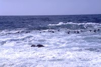 10066.GIF