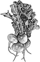 BGE50023.JPG