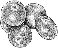 BGA50031.JPG