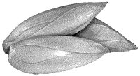 BFS50039.TIF