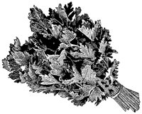 BFS50027.TIF