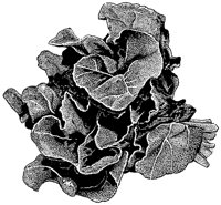 BFS50025.TIF