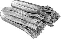 BFS50020.TIF