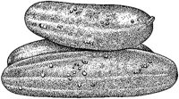 BFO50009.JPG