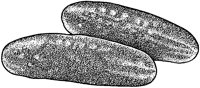 BFO50006.TIF