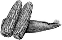 BFN50007.TIF