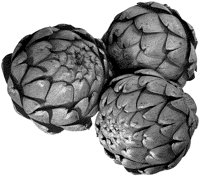 BFE50005.TIF