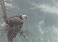 1_EAGLE.GIF