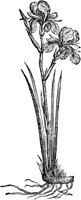 CGC50692.TIF