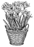 CGB50069.TIF