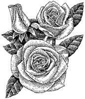 CGB50005.TIF