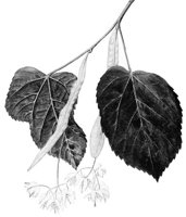 CGA51186.JPG