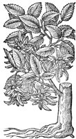 CGA51175.TIF