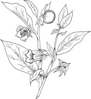 CGA51174.TIF