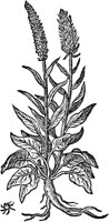 CGA51166.TIF