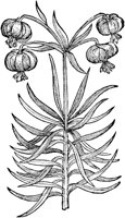 CGA51165.TIF