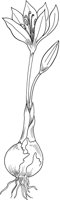 CGA51150.TIF