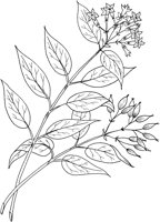 CGA51149.TIF