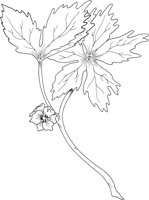 CGA51148.TIF