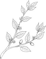 CGA51143.TIF