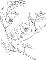 CGA51142.TIF