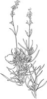 CGA51137.TIF