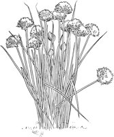 CGA51136.TIF