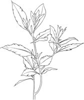 CGA51134.TIF
