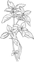 CGA51133.TIF
