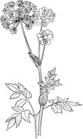 CGA51132.TIF