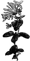 CGA51122.TIF