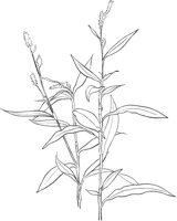 CGA51118.TIF