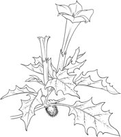 CGA51117.TIF