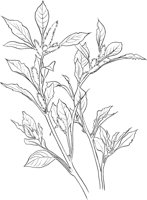 CGA51113.TIF