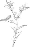 CGA51112.TIF
