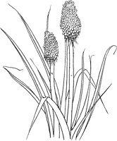 CGA51025.TIF