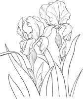 CGA51024.TIF